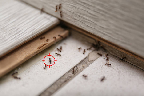 Professional Pest Control in Glencoe, IL