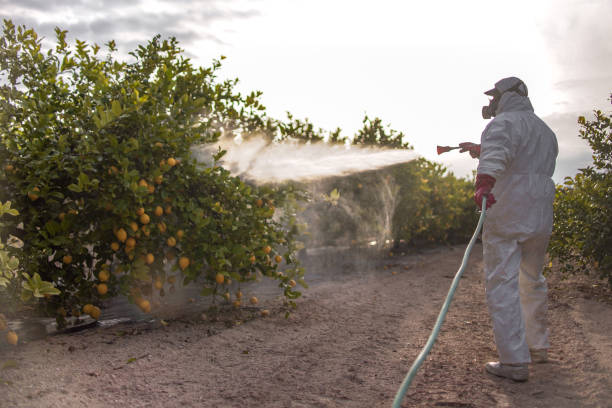 Best Wasp Removal Services  in Glencoe, IL