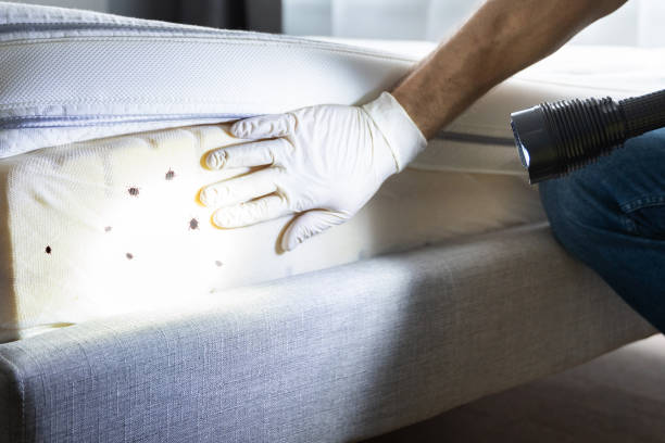 Best Wasp Removal Services  in Glencoe, IL
